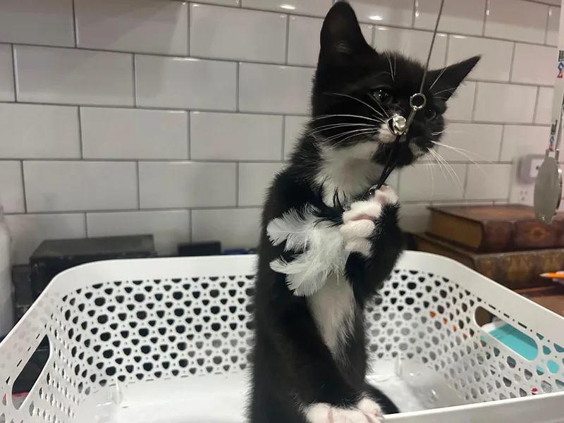 A young medium-sized male Tuxedo cat named BlackjaxKDC for adoption in Greenville, DE