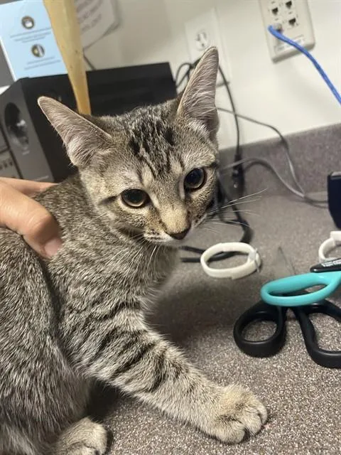 Luna A