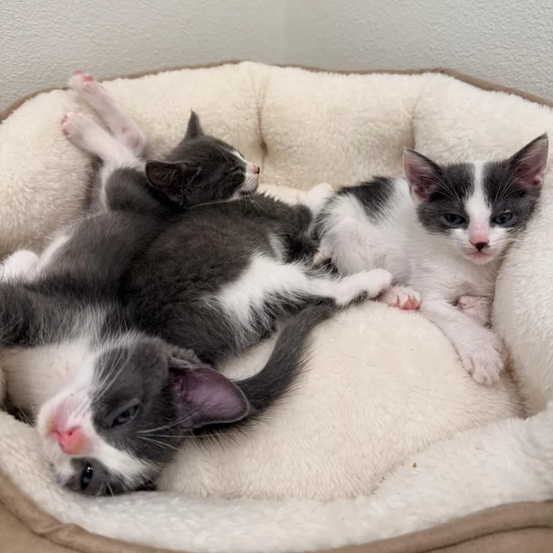 A baby small-sized female Gray / Blue / Silver Domestic Short Hair cat named Polyna for adoption in Tustin, CA