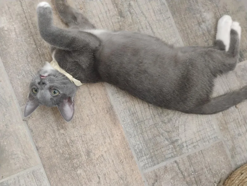 A baby medium-sized female Gray & White Domestic Short Hair cat named Athena for adoption in Glendale, AZ