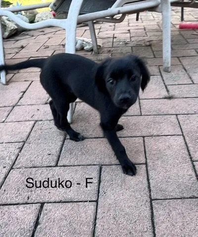 A baby medium-sized female Terrier dog named Sodoku for adoption in Hillside, IL
