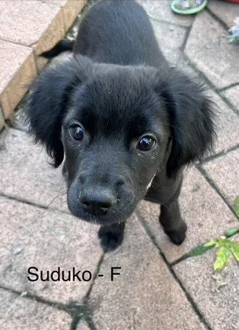 Sodoku thumbnail 2