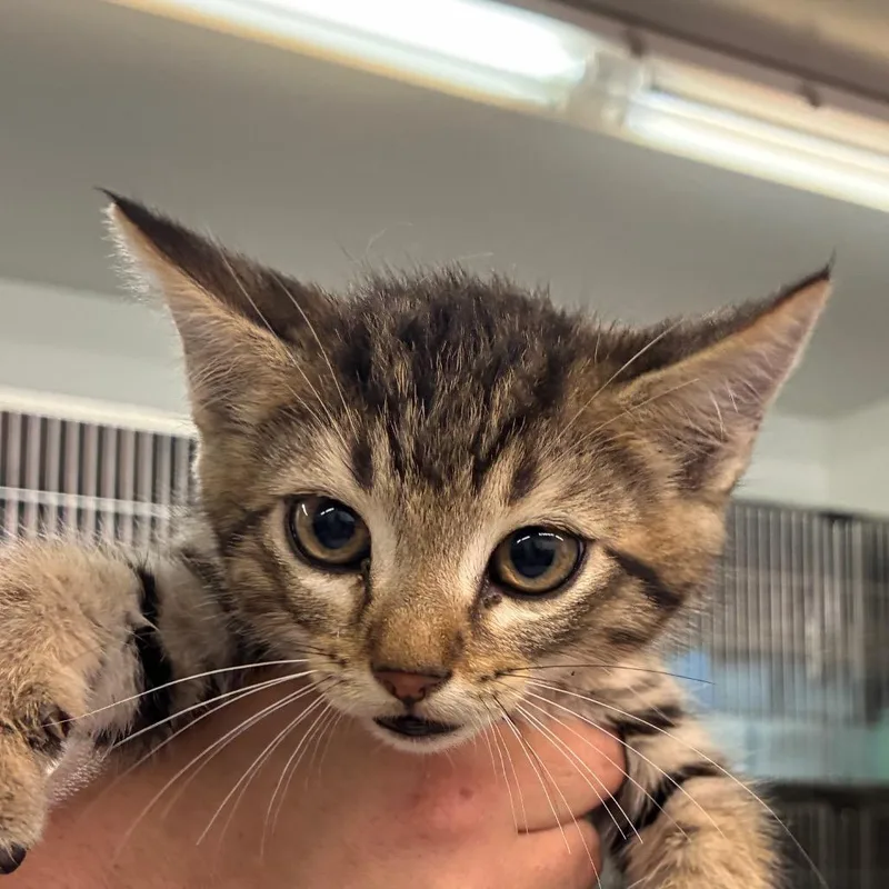 A baby small-sized male Gray / Blue / Silver Domestic Short Hair cat named Booger for adoption in Manhattan, KS