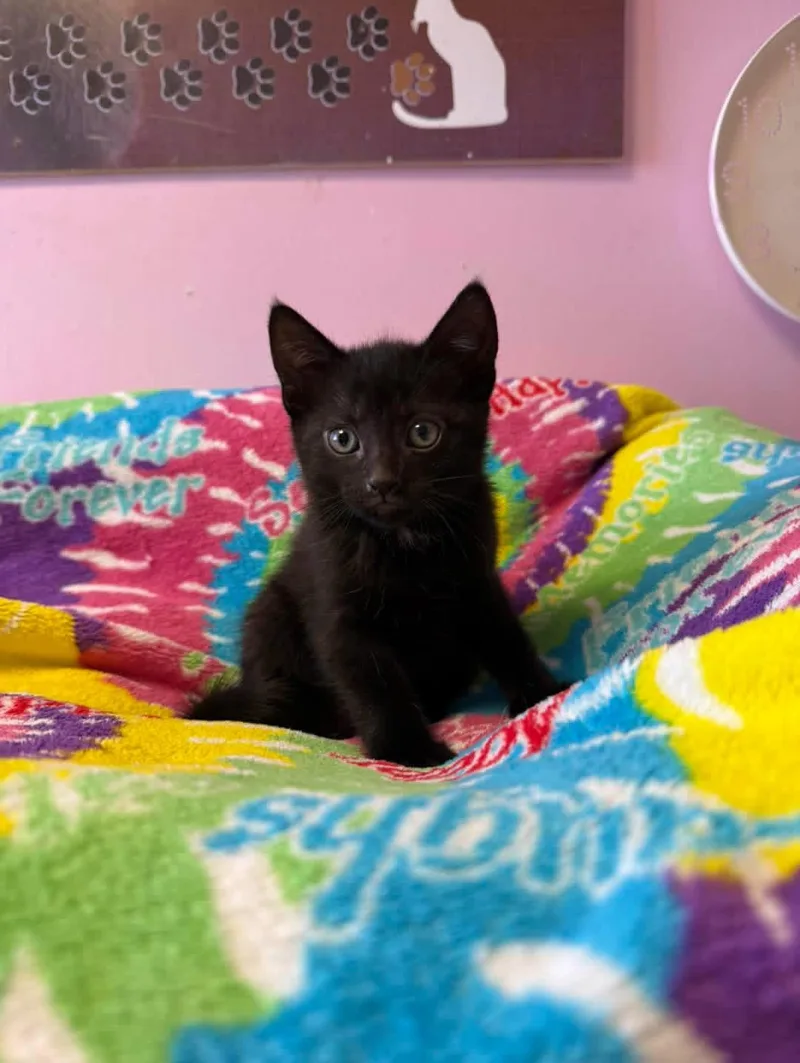 A young small-sized male Black Domestic Short Hair cat named Obby for adoption in Freeport, NY