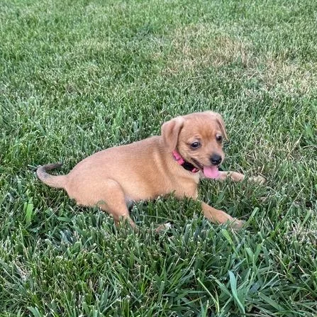 A baby small-sized female Brown / Chocolate Chihuahua dog named Yalldin for adoption in Fredericksburg, VA