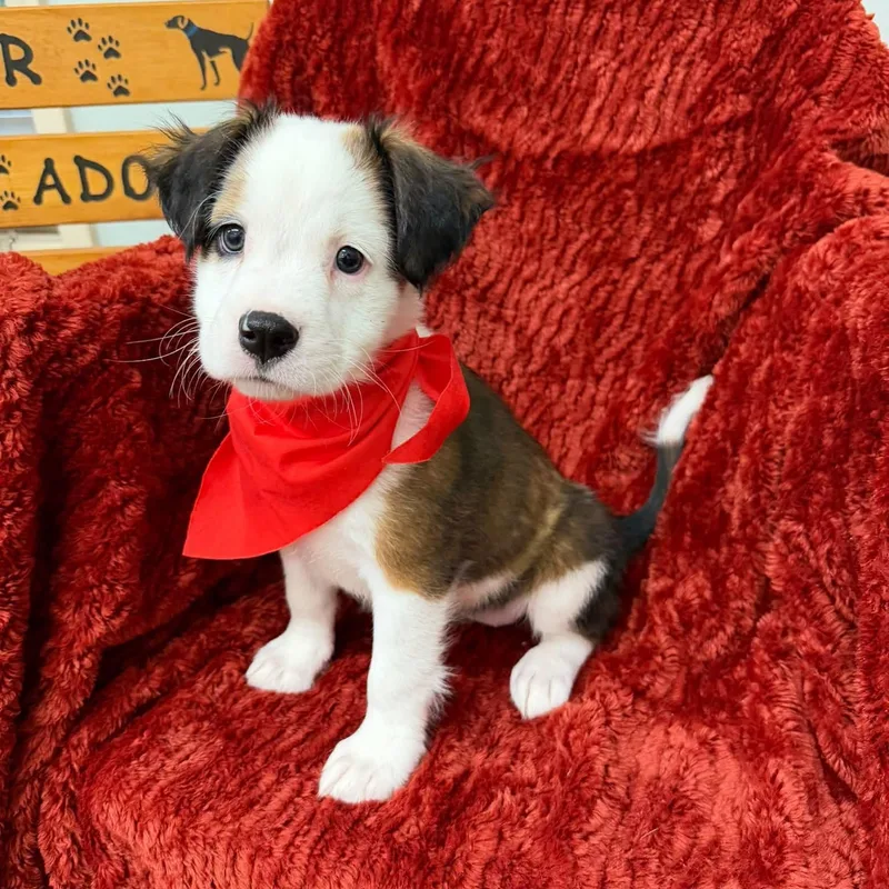 A baby medium-sized female Pit Bull Terrier dog named Shakira for adoption in Meridian, MS