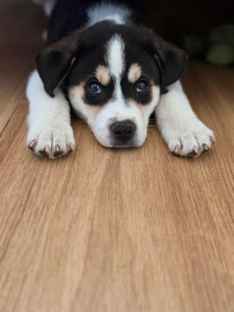Banjo