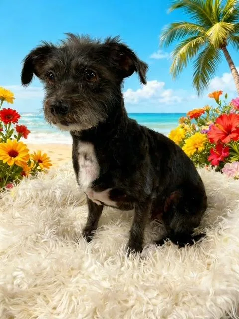 An adult small-sized female Black Terrier dog named Jessie for adoption in Tehachapi, CA