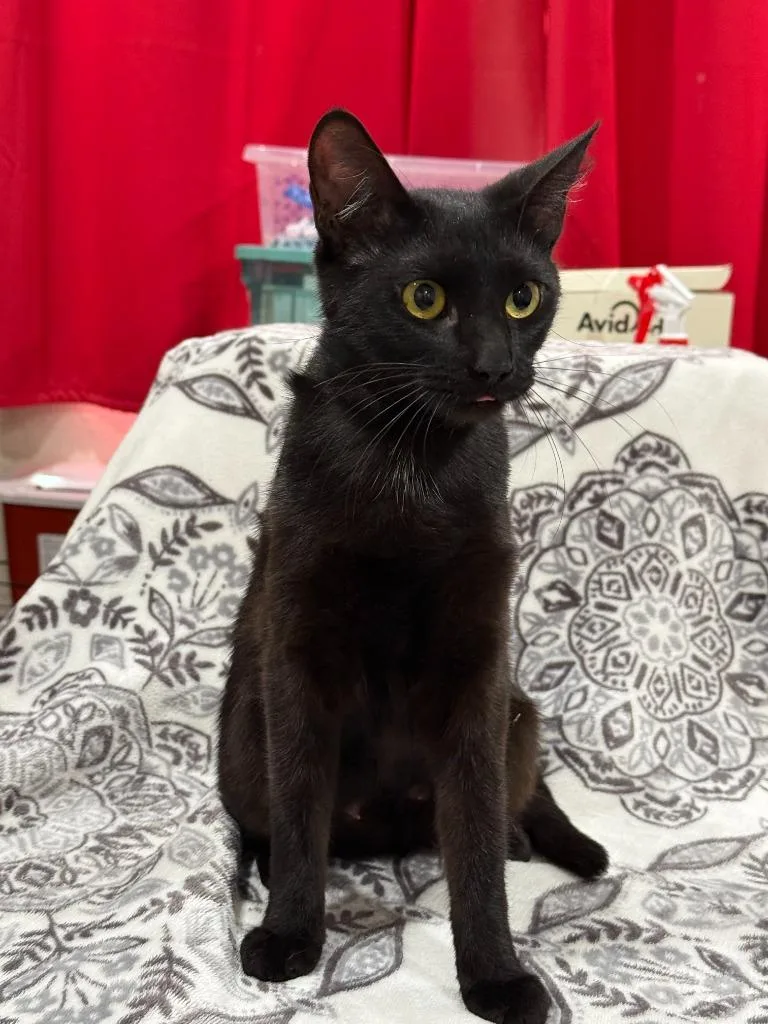 Oriana