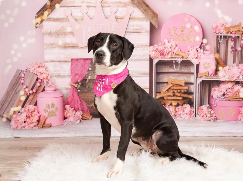 An adult large-sized female Tricolor (Brown, Black, & White) American Staffordshire Terrier dog named Maggie for adoption in Frisco, TX