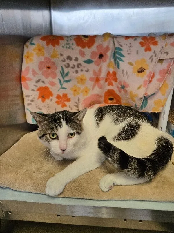 An adult large-sized male Brown / Chocolate Domestic Short Hair cat named Kimmuriel for adoption in Cincinnati, OH