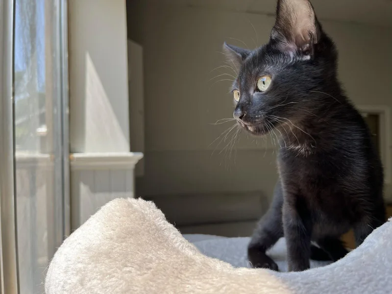 A baby medium-sized male Black Domestic Short Hair cat named Jiji for adoption in Hilton Head Island, SC