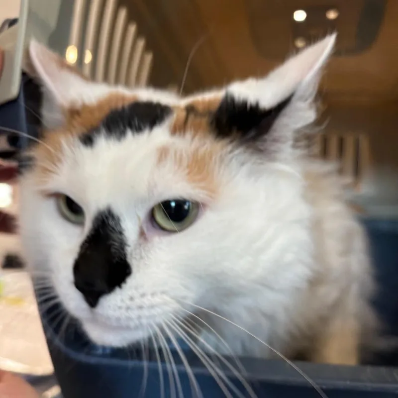 An adult large-sized female White Domestic Medium Hair cat named Autumn for adoption in Allentown, PA