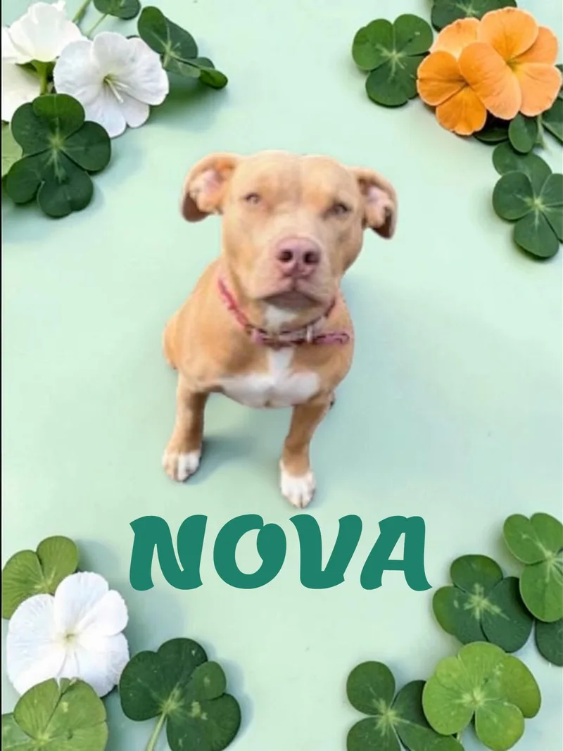 Nova