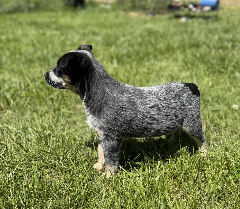 A baby medium-sized female Australian Cattle Dog / Blue Heeler dog named Indigo for adoption in Eagleville, TN