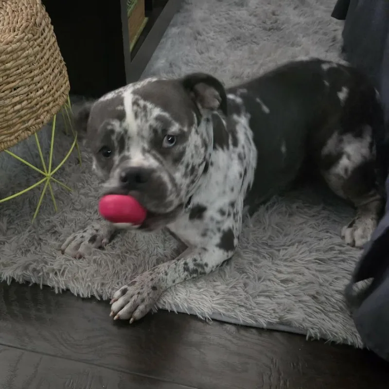 A young medium-sized female Gray / Blue / Silver English Bulldog dog named Bluey for adoption in Tampa, FL