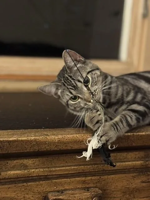 Pizzelle thumbnail 2