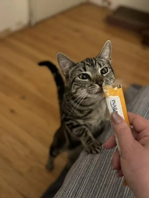 Pizzelle thumbnail 3