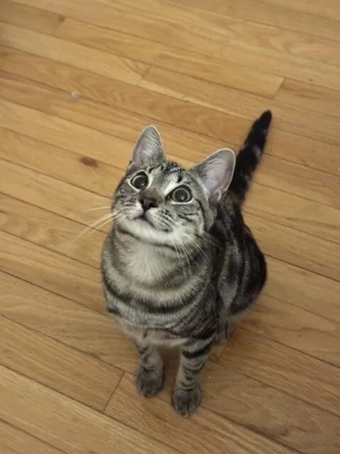 Pizzelle thumbnail 4