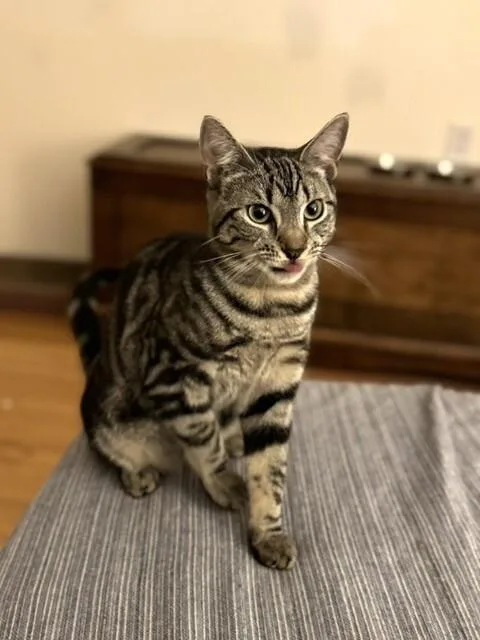 Pizzelle thumbnail 5