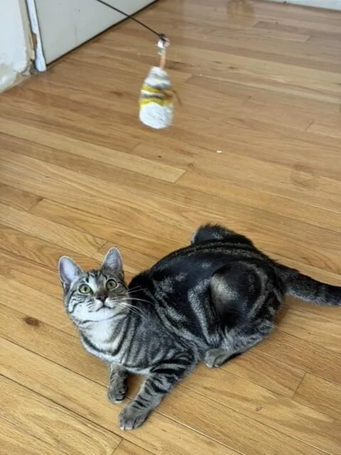 Pizzelle thumbnail 6