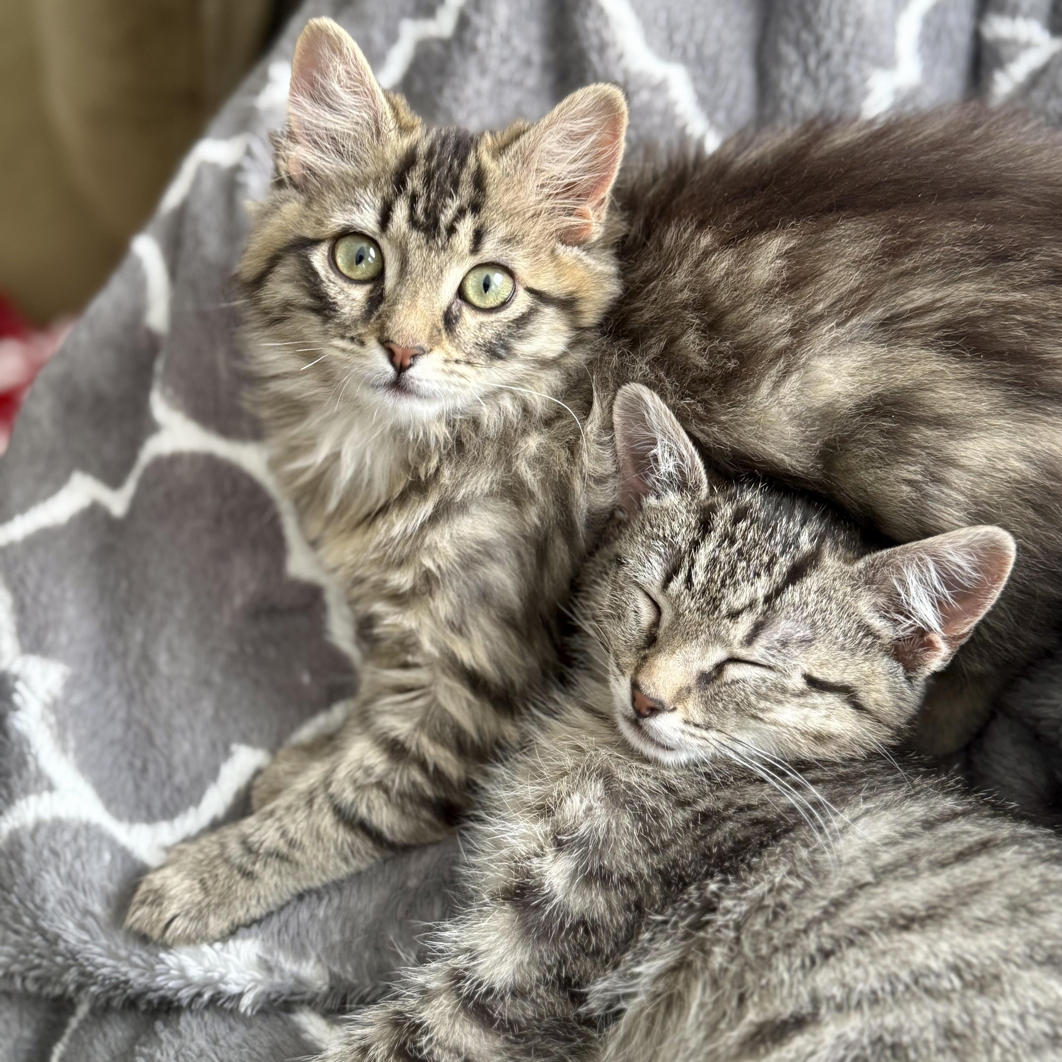 A baby medium-sized male Tabby (Buff / Tan / Fawn) Domestic Short Hair cat named Dustin for adoption in Richmond, VA