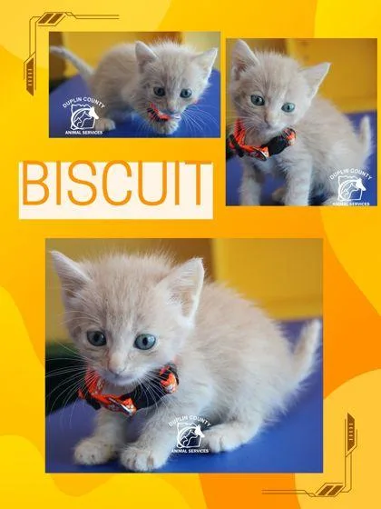 A baby small-sized male Domestic Medium Hair cat named Biscuit for adoption in Kenansville, NC