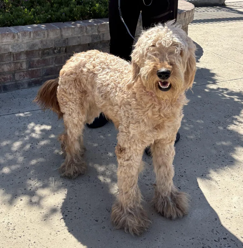 A young small-sized female Goldendoodle dog named Lady for adoption in Lathrop, CA