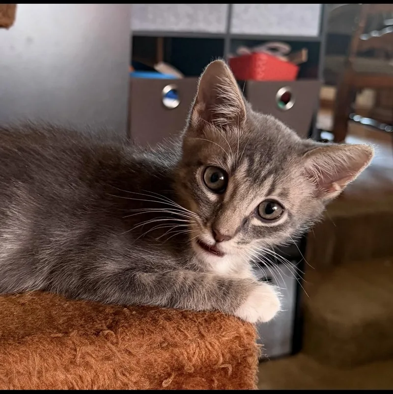 A baby medium-sized male Tabby (Brown / Chocolate) Domestic Short Hair cat named Denali for adoption in Brentwood, CA