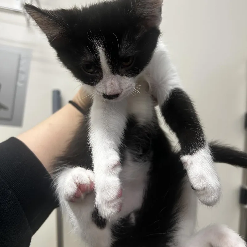A baby small-sized male Black Domestic Short Hair cat named Neo for adoption in Upland, CA