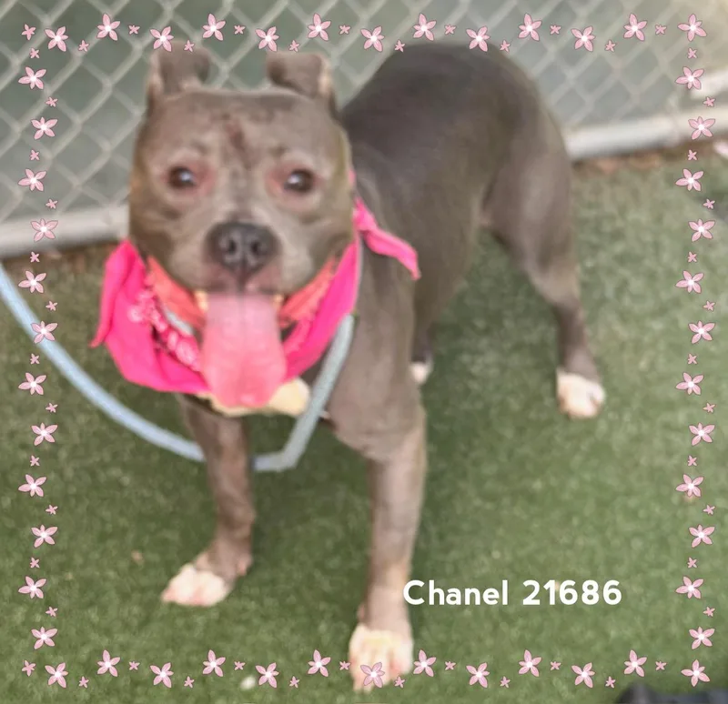 An adult medium-sized female Gray / Blue / Silver Pit Bull Terrier dog named Chanel for adoption in Marietta, GA