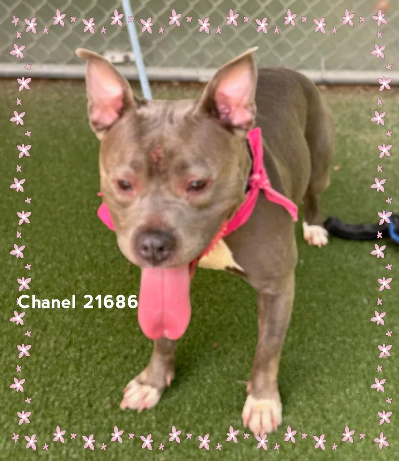Chanel thumbnail 3