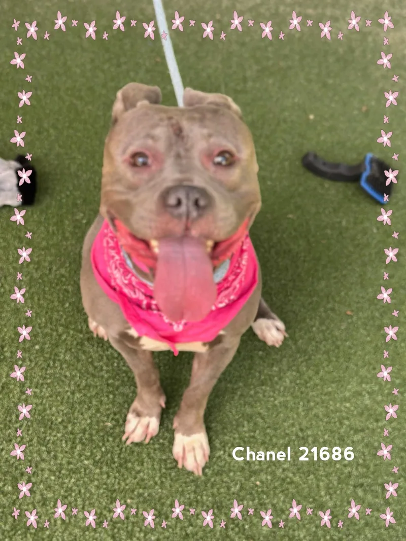 Chanel thumbnail 5