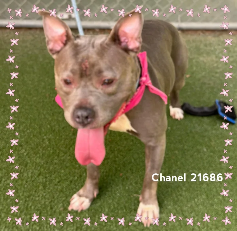 Chanel thumbnail 6