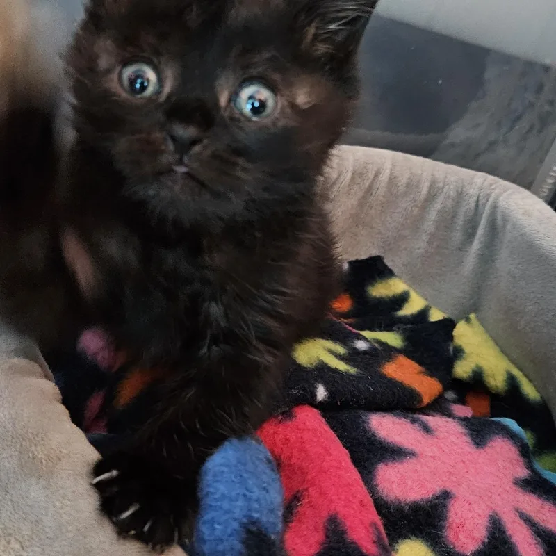 A baby medium-sized female Black Domestic Short Hair cat named Flower Power for adoption in Lauderhill, FL