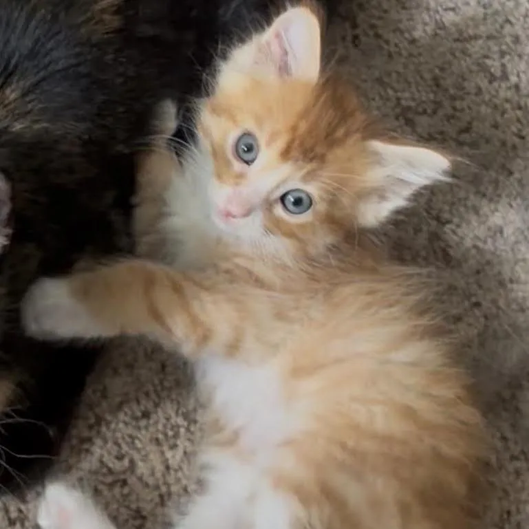 Peanut ~ C thumbnail 2