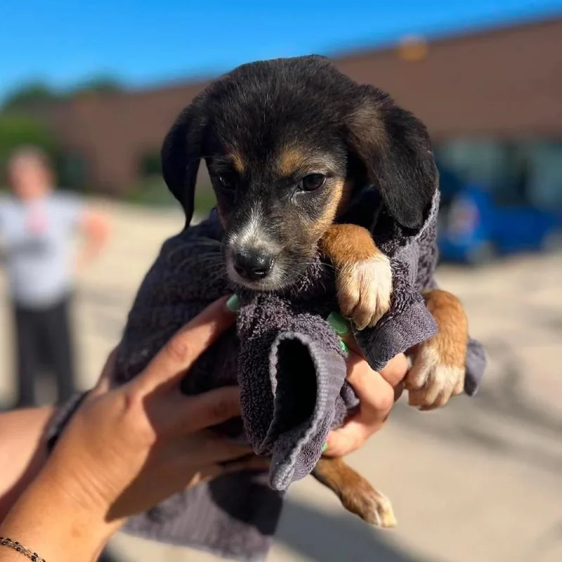 A baby small-sized male Black Chihuahua dog named Rex for adoption in St. Charles, IL