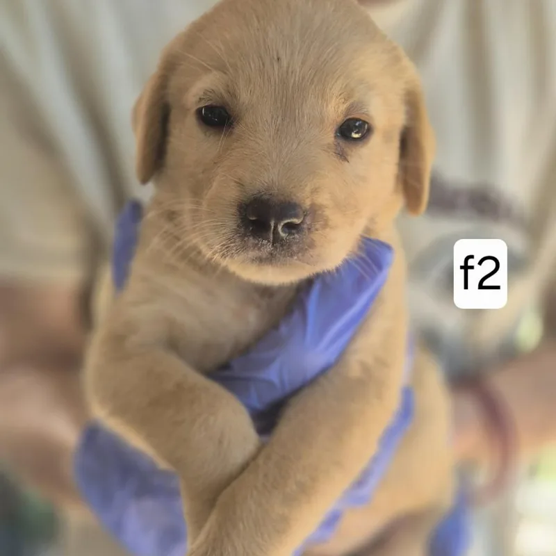 A baby small-sized female Yellow / Tan / Blond / Fawn Yellow Labrador Retriever dog named Cheese Puff for adoption in Dover, AR