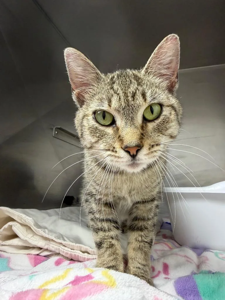 A young medium-sized female Domestic Short Hair cat named Queen for adoption in Pomona, NY
