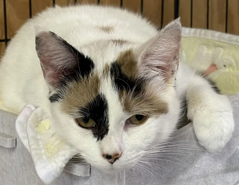 An adult medium-sized female Domestic Short Hair cat named Teak for adoption in Dalzell, IL