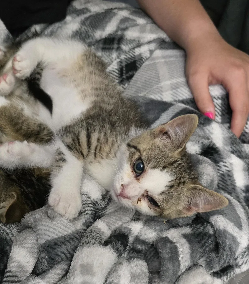 A baby medium-sized male Domestic Short Hair cat named Pineapple Soda for adoption in Trenton, NJ