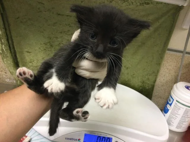 A baby small-sized male Domestic Short Hair cat named Ralph Lauren for adoption in Riverside, CA
