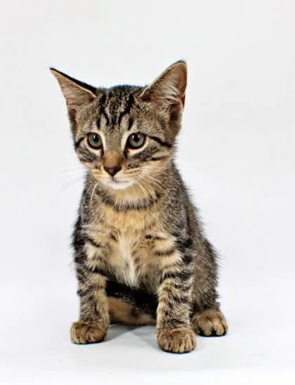 A baby small-sized female Domestic Short Hair cat named Squeaks for adoption in Morton Grove, IL