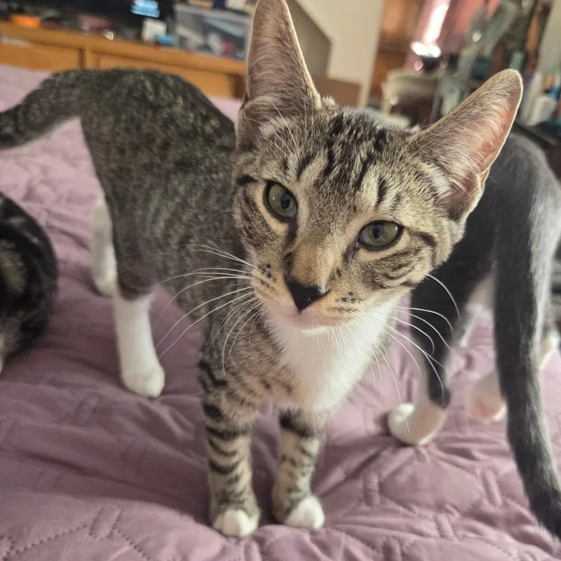 A baby small-sized female Black & White / Tuxedo Domestic Short Hair cat named Tostada Guacamole for adoption in Melrose, MA