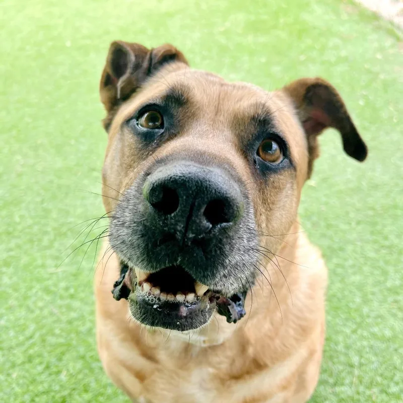 A senior large-sized male Brown / Chocolate Shepherd dog named Zach for adoption in Ojai, CA