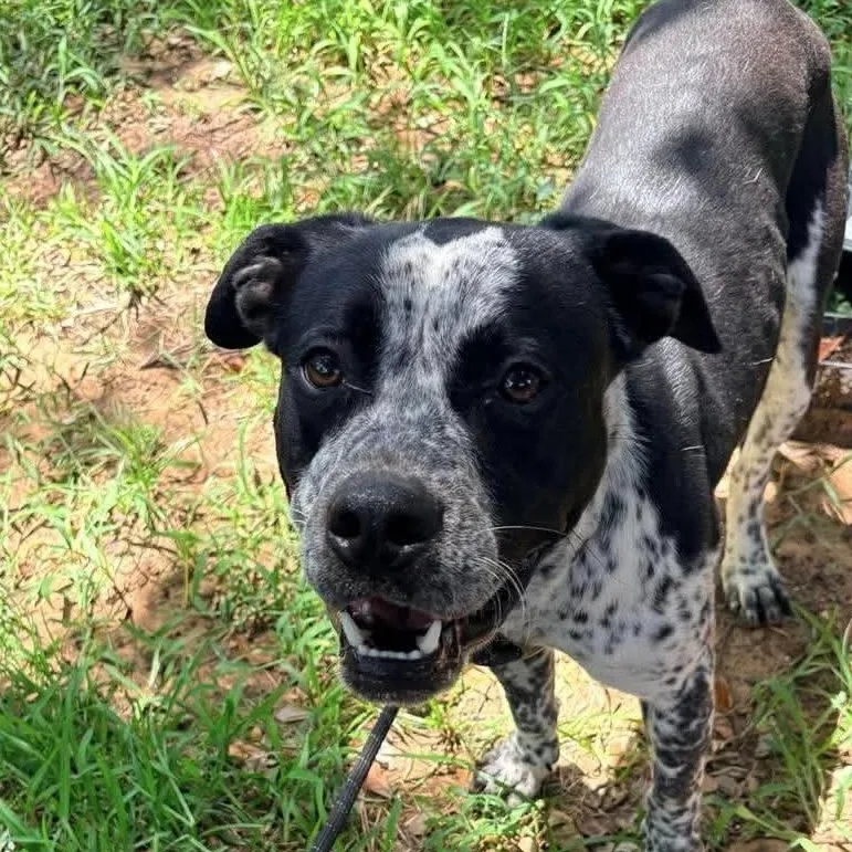 A young medium-sized male Terrier dog named Saul for adoption in Moyock, NC