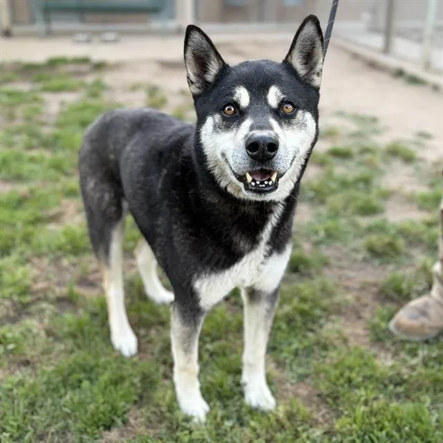 An adult extra large-sized male Siberian Husky dog named Asuma for adoption in Modesto, CA