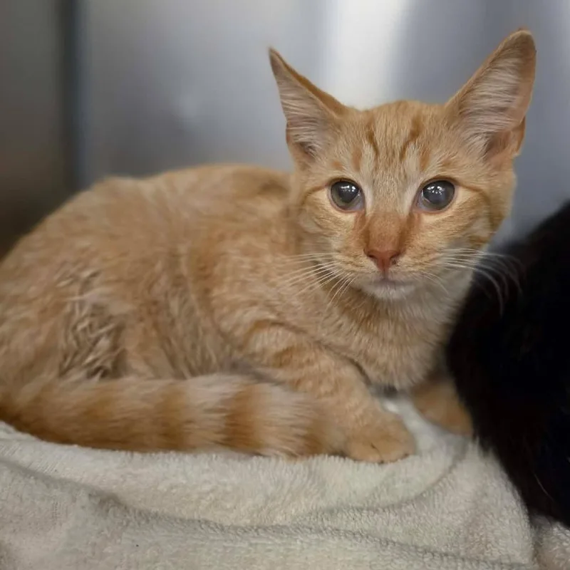A baby medium-sized male Orange / Red Domestic Short Hair cat named Valerian for adoption in Martinsville, VA