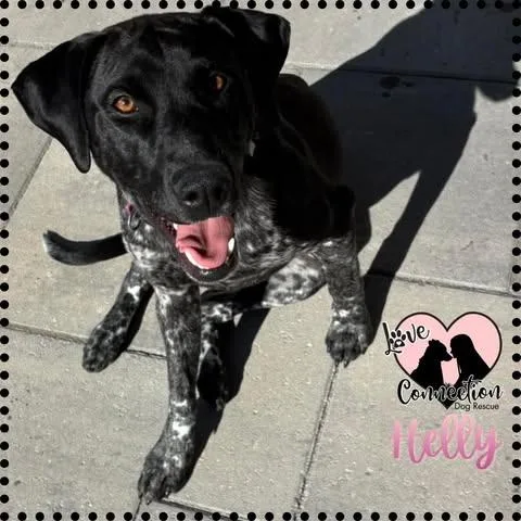 A young medium-sized female Black Pointer dog named Helly for adoption in Gilbert, AZ