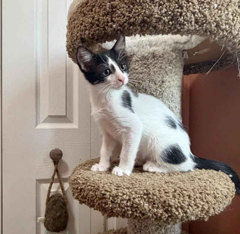 A baby medium-sized male Domestic Short Hair cat named Spiral for adoption in Orlando, FL